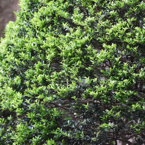 Japanese Holly 40/60cm Pot Grown (Ilex Crenata) | ScotPlants Direct